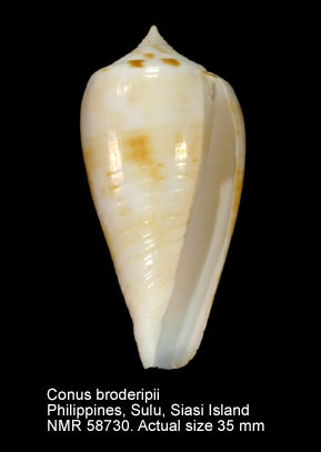 Conus broderipii.jpg - Conus broderipiiReeve,1844